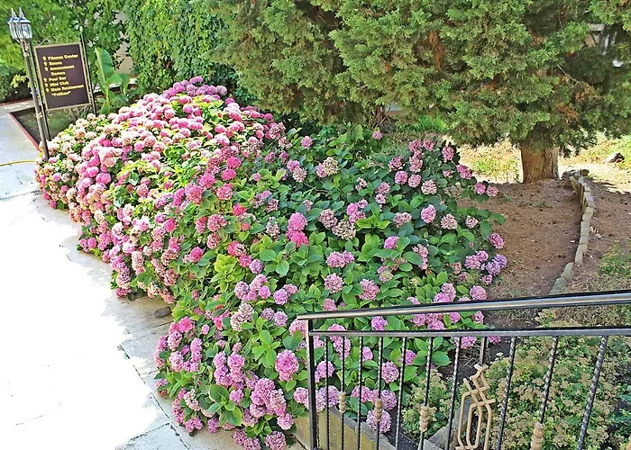 Курортный комплекс Duni Pelican Созополь